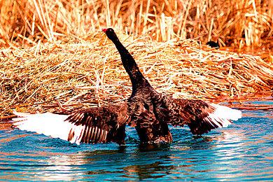 首发折扣88元！海底类魂游戏《蟹蟹寻宝奇遇》已正式发售